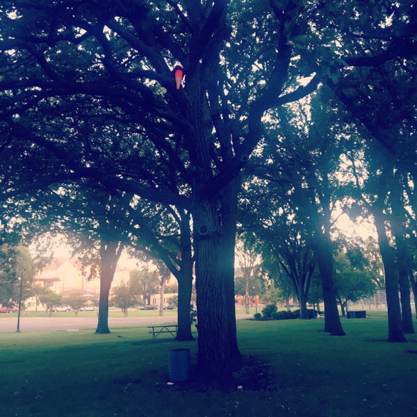 Traffic cone in a tree