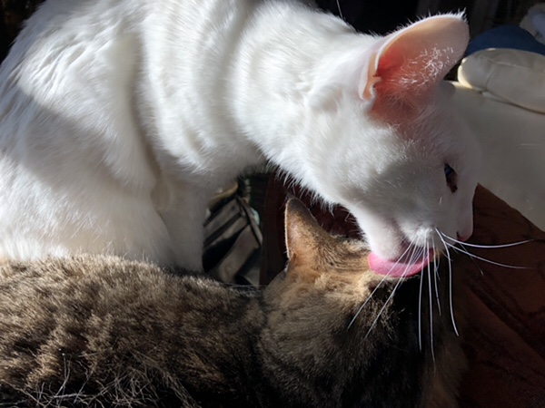 Cat cleaning cat