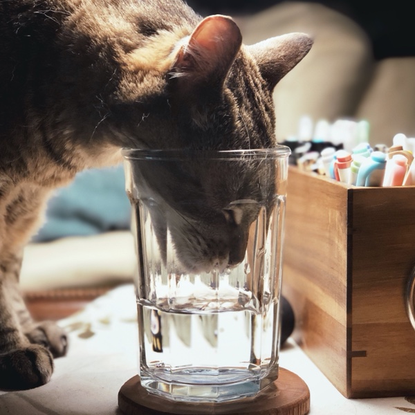 Cat drinks water