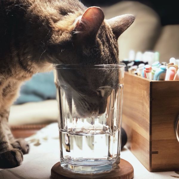 Cat drinks water